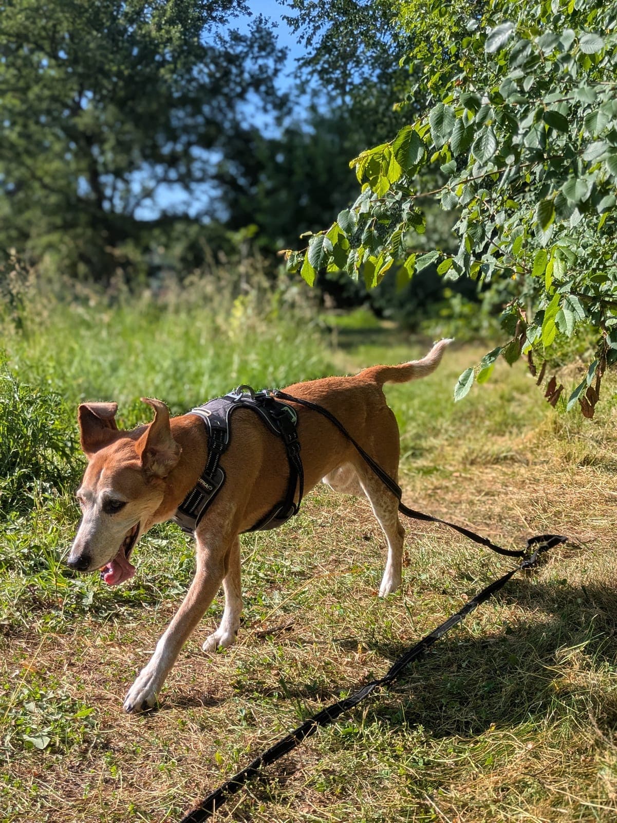 Photo de nos animaux 3