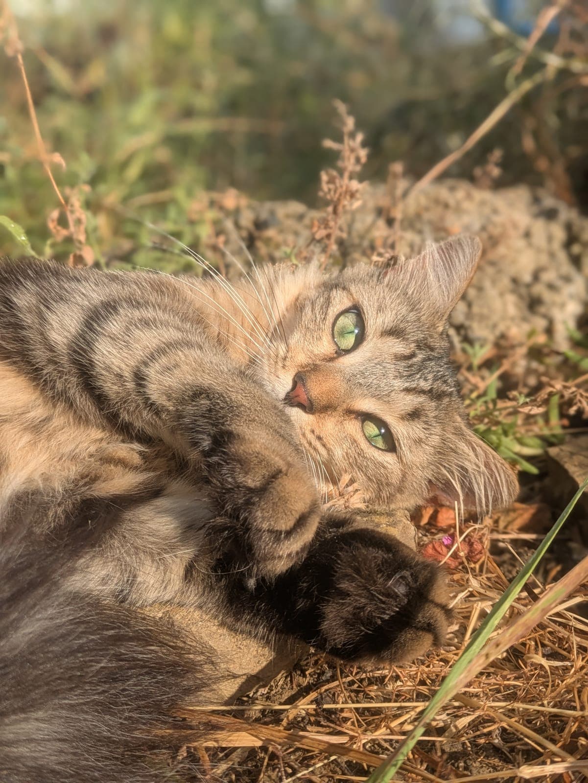 Photo de nos animaux 27