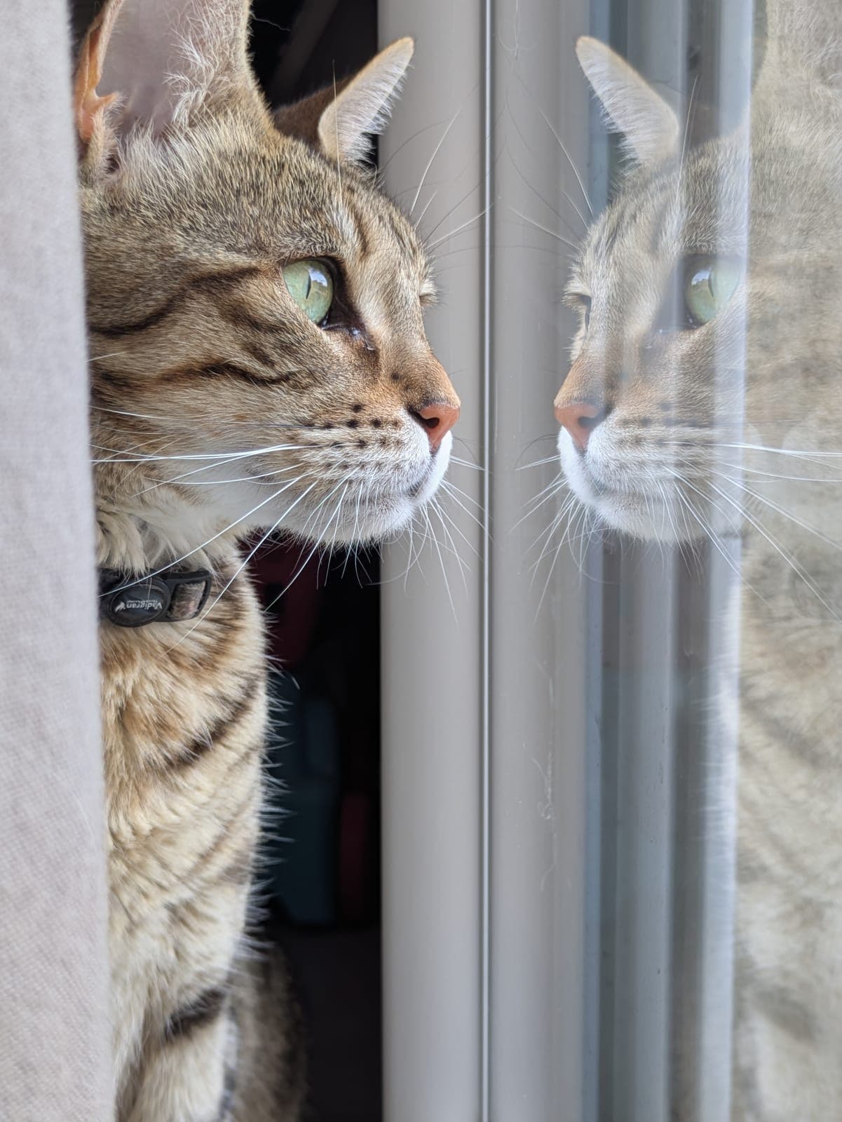Photo de nos animaux 45