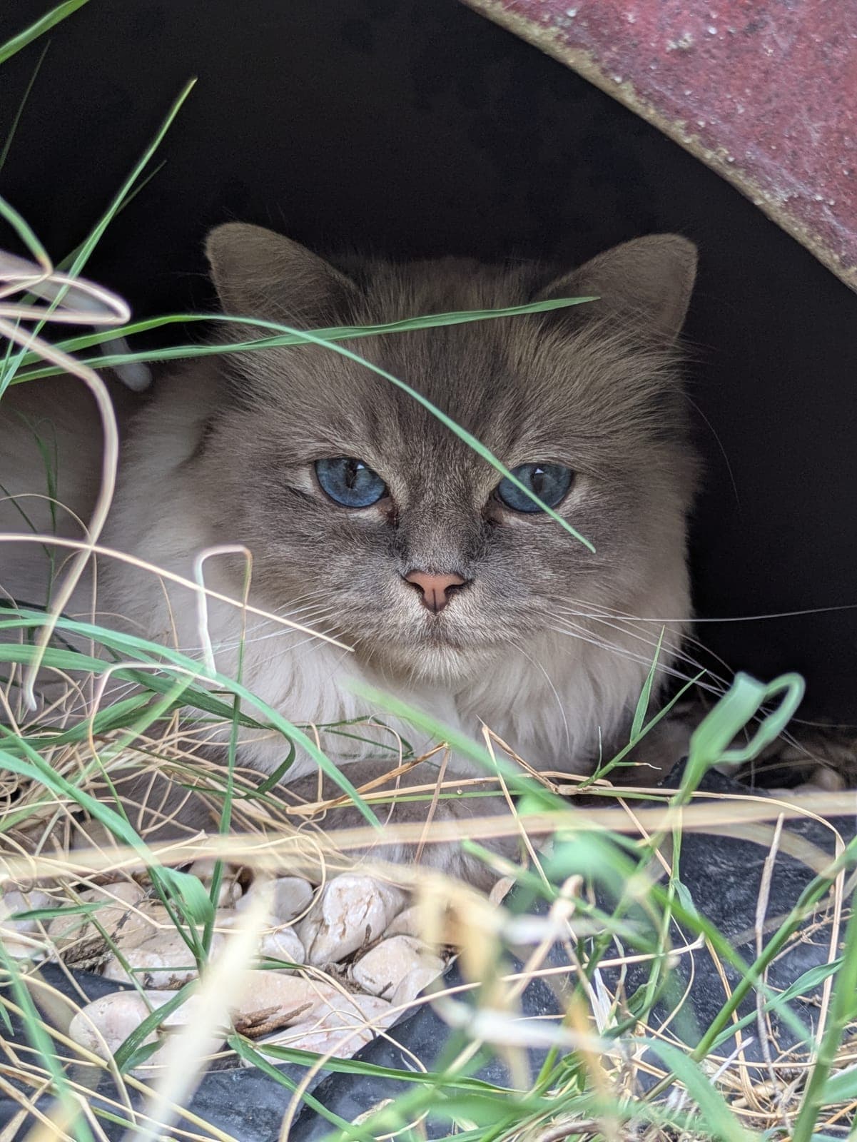 Photo de nos animaux 30